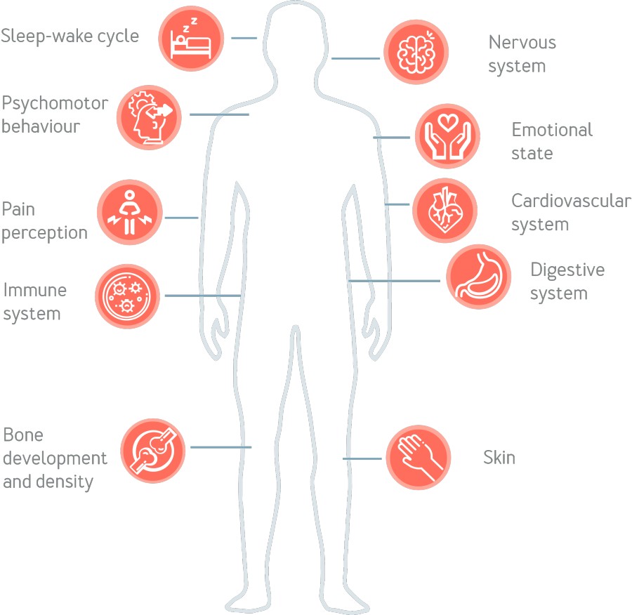Graphic with explanations about the Endocannabinoid System